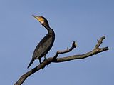 Kormoran 006